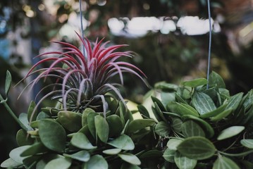 flowers in the garden
