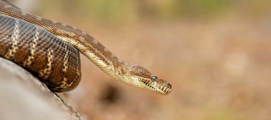 Detailed closeup of a Coastal Carpet Python