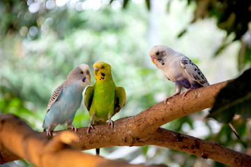 Three budgie birds on the branch.