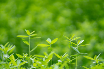 Nature green tree as background