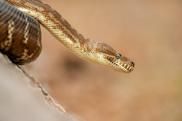 Detailed closeup of a Coastal Carpet Python