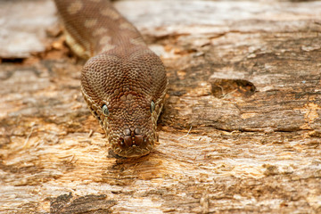 Detailed closeup of a Coastal Carpet Python