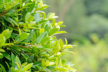 Leaf nature green tree background