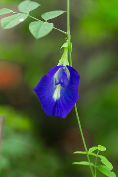 butterfly pea blue pea flower thai herbs