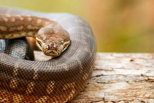 Detailed closeup of a Coastal Carpet Python
