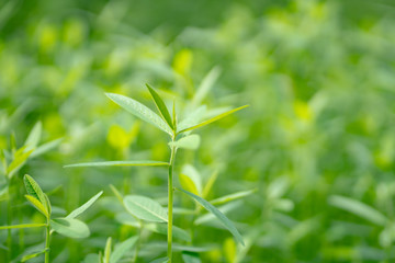 Leaf nature green tree background