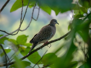 Dove sitting on a branch in the forest.