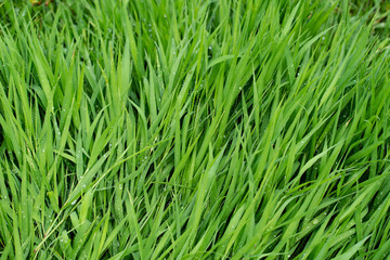 Fototapeta na wymiar Texture of background, full frame of green grass texture