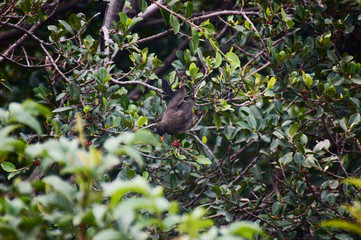 pajaro en arbol