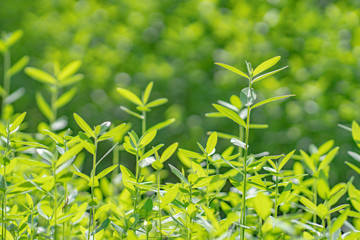 green leaves in spring