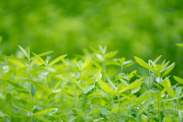green grass with water drops