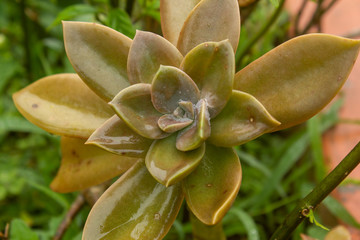 Closeup of wet cactus succulent plant. Cactus succulents in a garden.