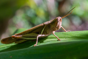 grasshopper on leaf