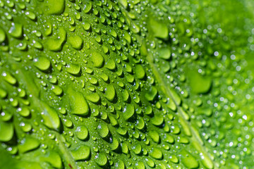 drops of water on green leaf