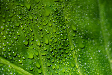 drops of water on leaf