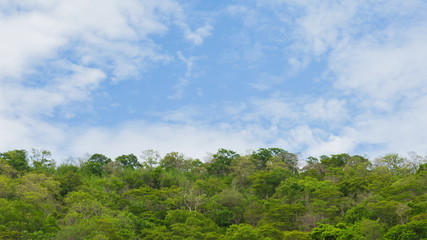 Obraz premium landscape forest on hill in summer mountain wonderful sky nature background