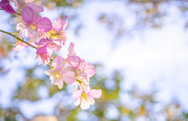 Flower Nature, Close up Of  Orchids In Nature.