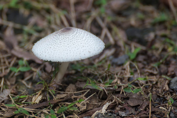 Closeup of fungi growing near Kuranda in Tropical North Queensland, Australia