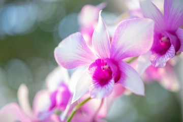 Flower Nature, Close up Of  Orchids In Nature.
