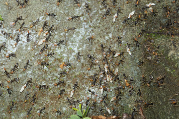 Spider ants migrating to high ground ahead of heavy rain near Kuranda in Tropical North Queensland, Australia