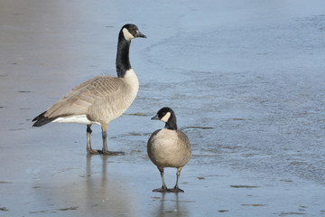 Cackling goose or Branta hutchinsii standing next to Canada Goose or Branta Canadensis on ice of frozen winter lake showing difference in size and shape of bill between these two species