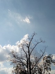 Top tree and cloudy sky in the background 