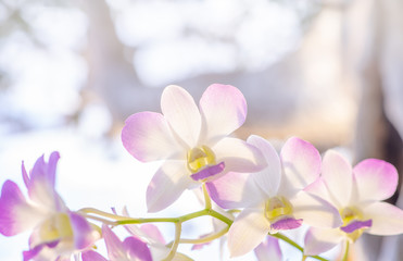 Flower nature background, Close up orchid in nature light