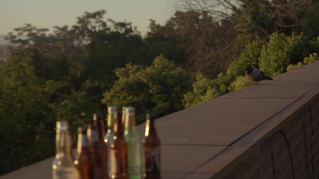 A pigeon walking along the walls of Gianicolo Hill early in the morning