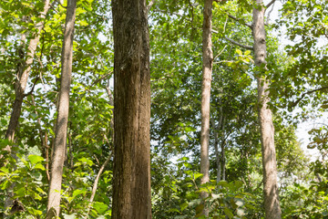 Teak tree in the forest