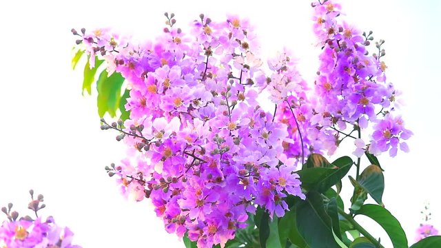Lagerstroemia speciosa pink white flower bloom and seed in the autumn1