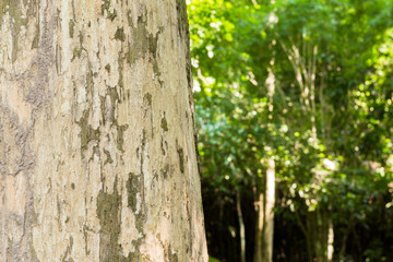 Teak tree in the forest 