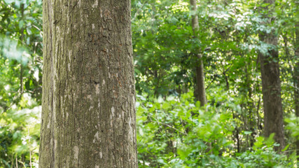 Tree in the forest  Blurred Background