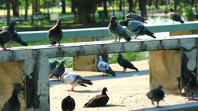Pigeons are eating food on a bridge in the park1