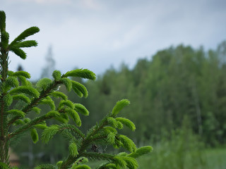 Closeup of beautiful young green fir tree branches and needles with shallow depth of field and blurred background. Selective focus.