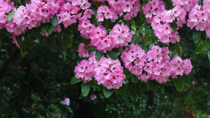 Pink rhododendron