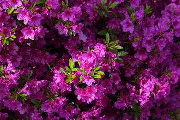 Rhododendron in early spring