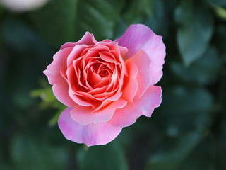 Pink rose in the garden