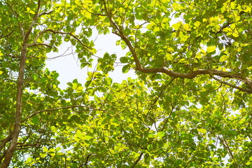 green leaves of tree in spring