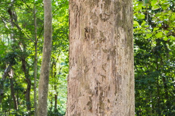 Tree in the forest  Blurred Background