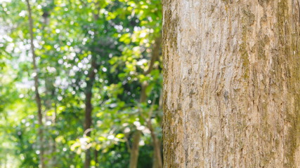 Tree in the forest  Blurred Background