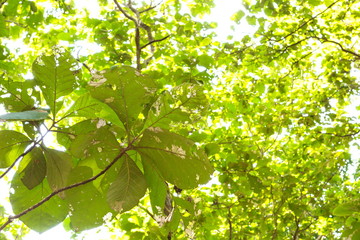 Fototapeta na wymiar Low angle view of Teakwood tree branch