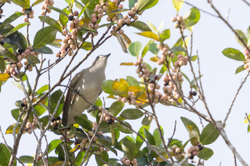 Closeup immature Daurian Starling (Agropsar sturninus) perching on a branch at the urban park.