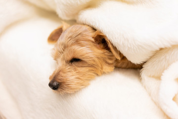 毛布に包まって眠るノーフォークテリア犬