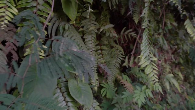 Naturaufnahmen in Bali