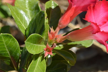 Obraz premium Colorful flowers in the garden