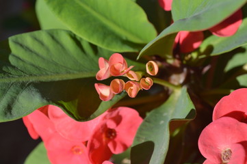 Colorful flowers in the garden