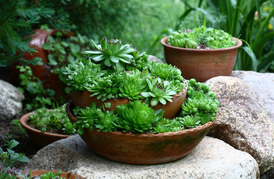In a garden on big stones there is pottery of various form in which fresh green sempervivum grow.