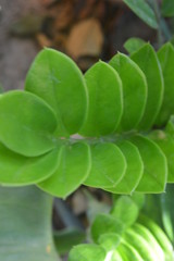 Beautiful ornamental surface in the garden
