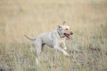 Happy Dog