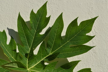 Green and shiny papaya leaves